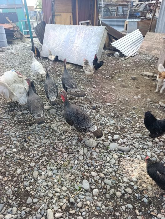 Индюки индюки индюки