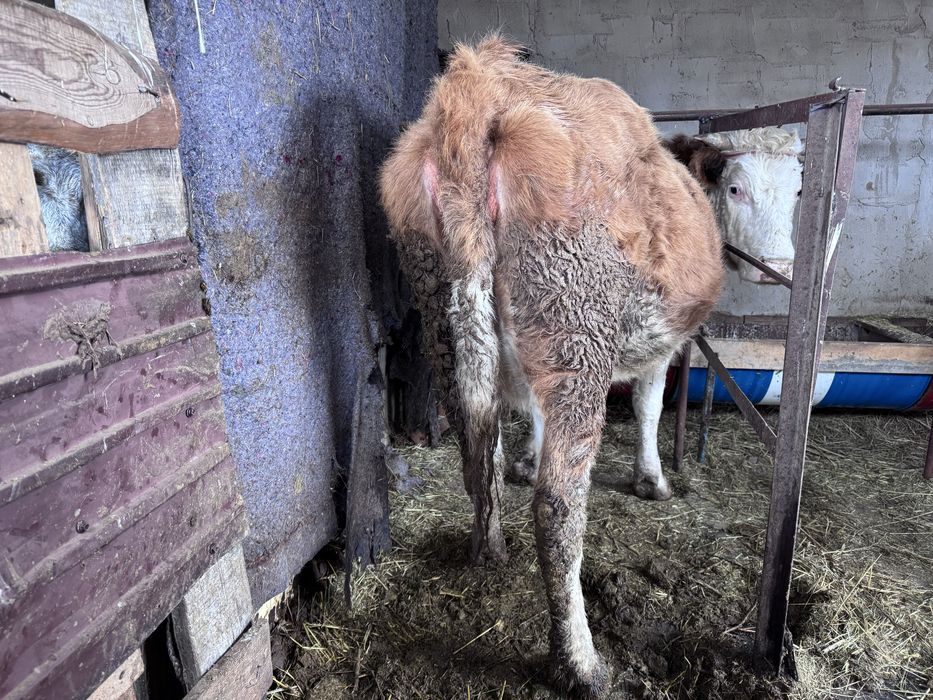 Сиыр ұрғашы сиыр