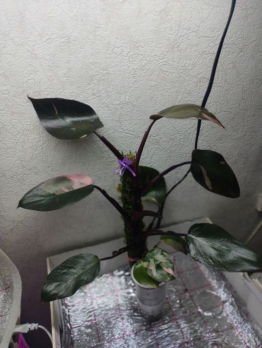 Продам филодендрон розовая принцесса