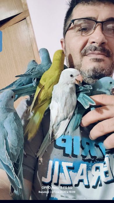 Vând  Micul Alexander blând la seringă