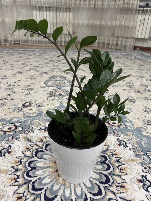 Продаю цветы 5штук