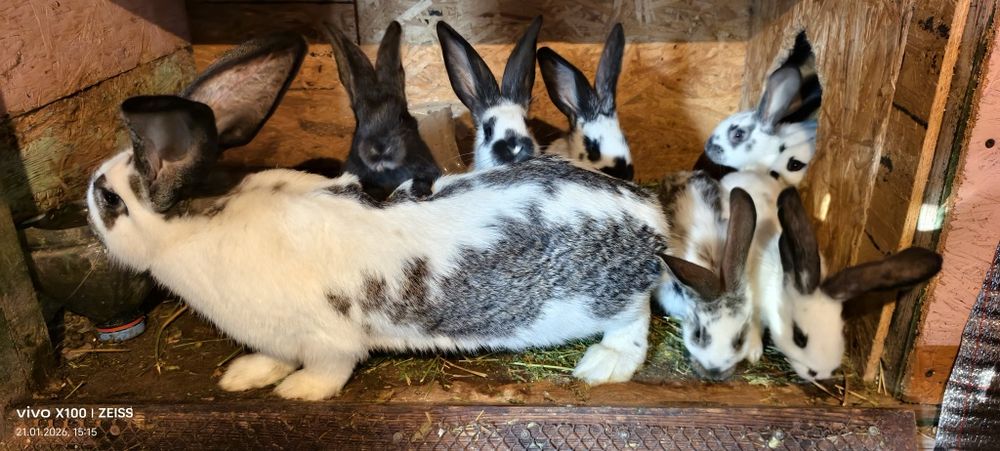 кралиха стикач семейный 9 кральчат возраст 1 месяц