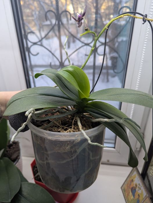 Орхидея Natsumes bery