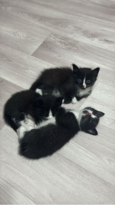 котята от японского бобтейла