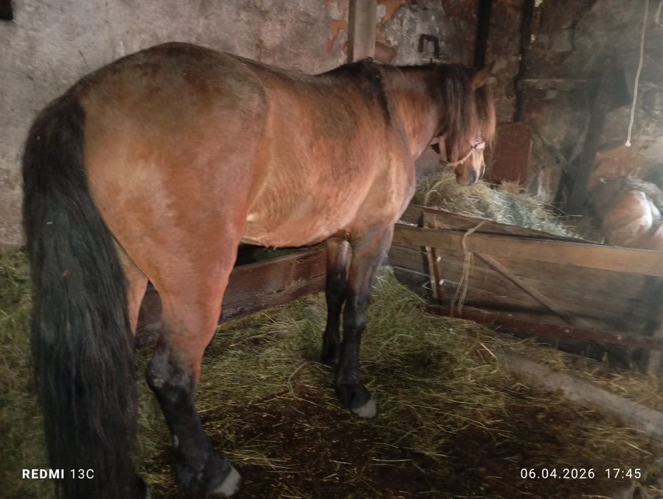 Жеребец 5 летка обученный