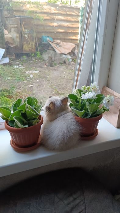 Отдам котят в добрые руки