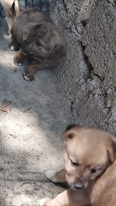 Yoqimtoy kuchuk bolalari