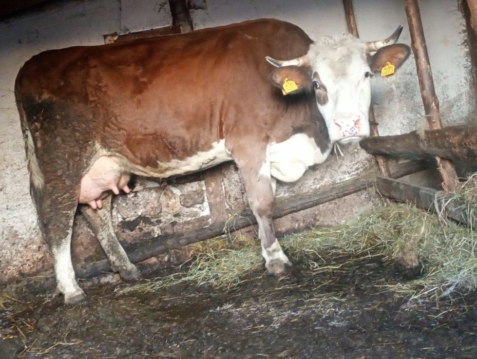 Vând vaca fătată recent