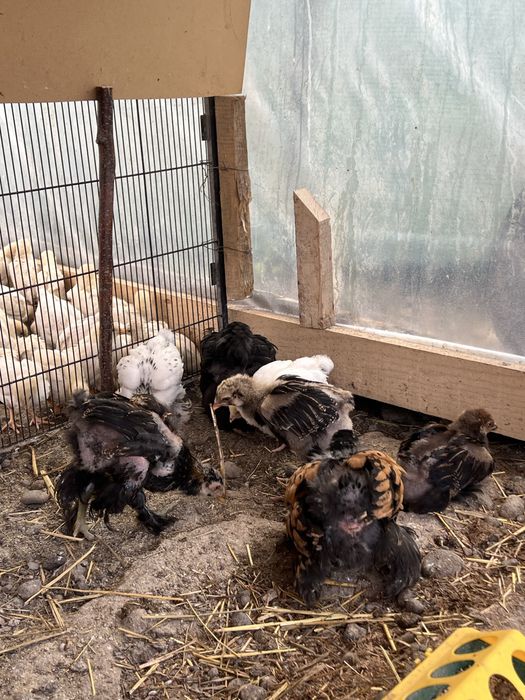 pui brahma gold laced