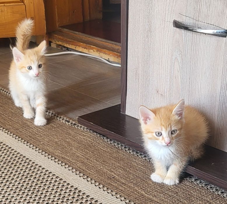Котята ищут добрые руки