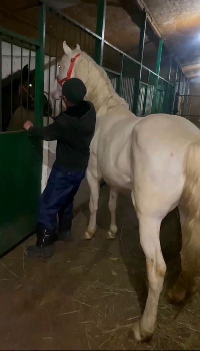 Айғыр сатылады Продается Жеребец