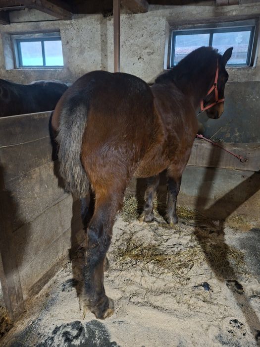 Schimb iapa montata si vand manz de 7 luni