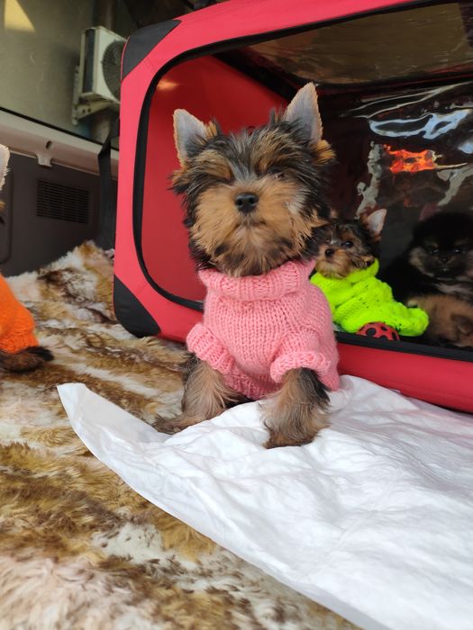 Йоркширский терьер