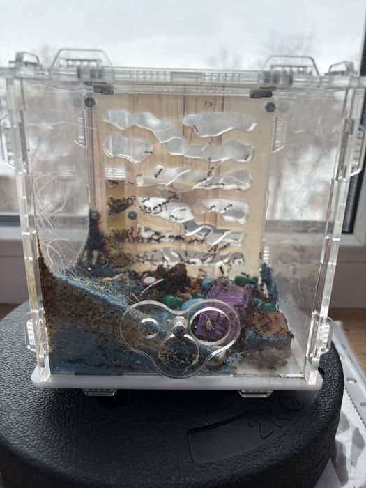 Продам муравьиную ферму