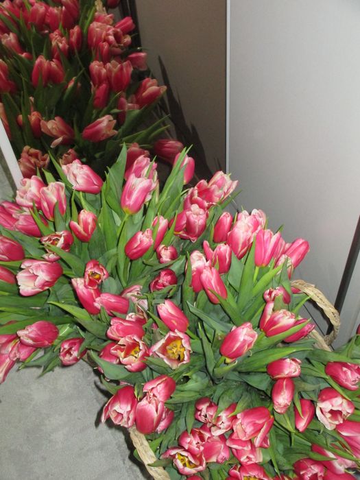 Букет цветов , тюльпаны