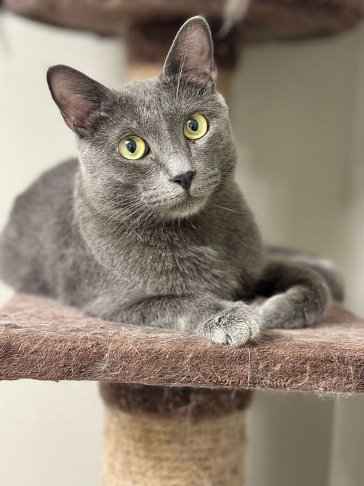 Красавчик Кот Марсель!