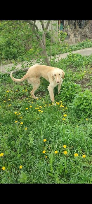 Тазы еркек быр жасар