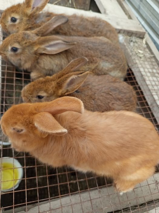 Продаётся кролики