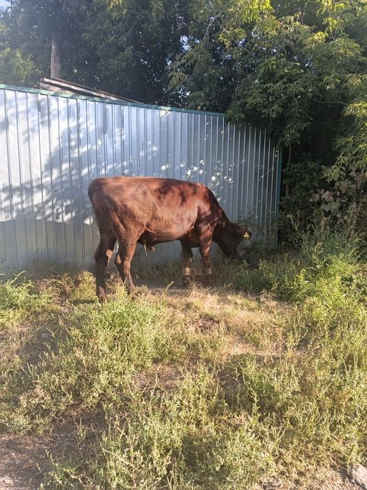Продам бычка ,стоит на откорме