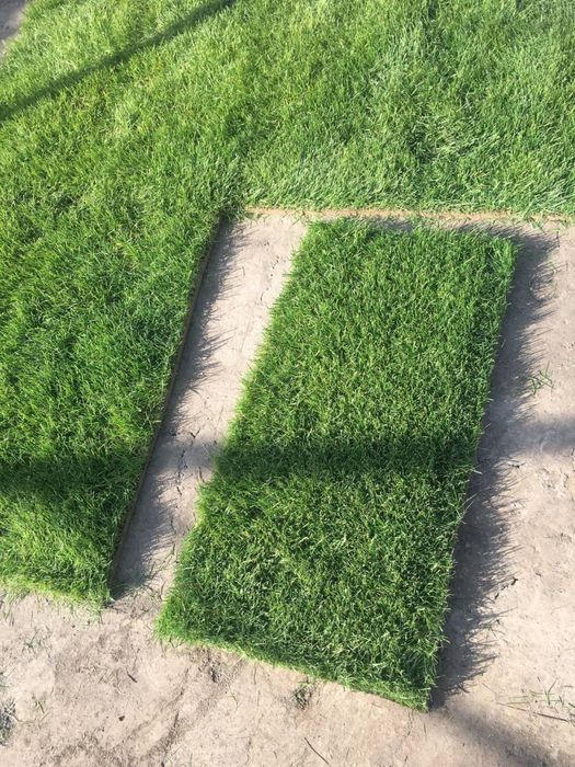 Gazon Chim Seed Газон