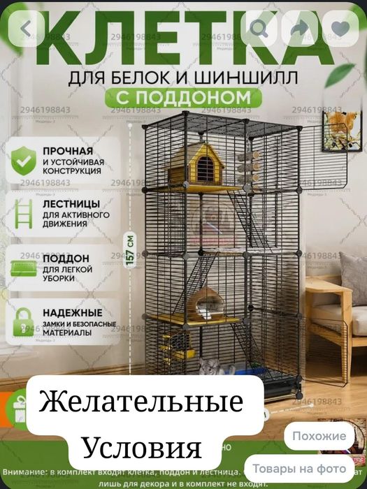 Шиншилла мальчик по кличке  "Дымок"