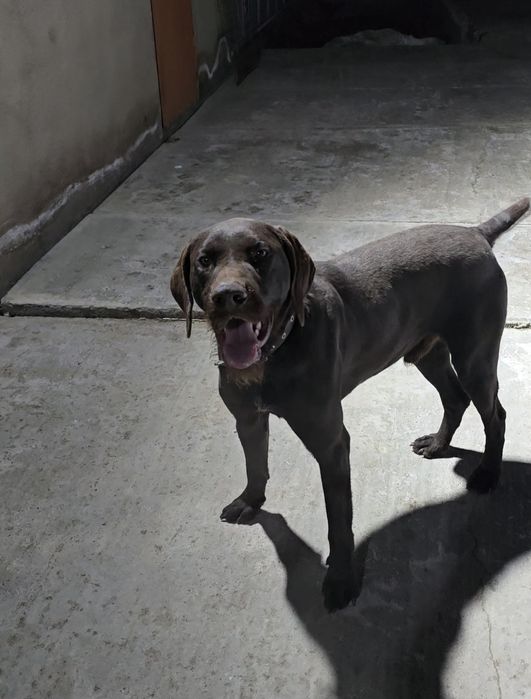 Дратхаар кабель 2 года