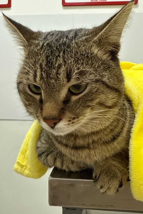 Найден упитанный кот