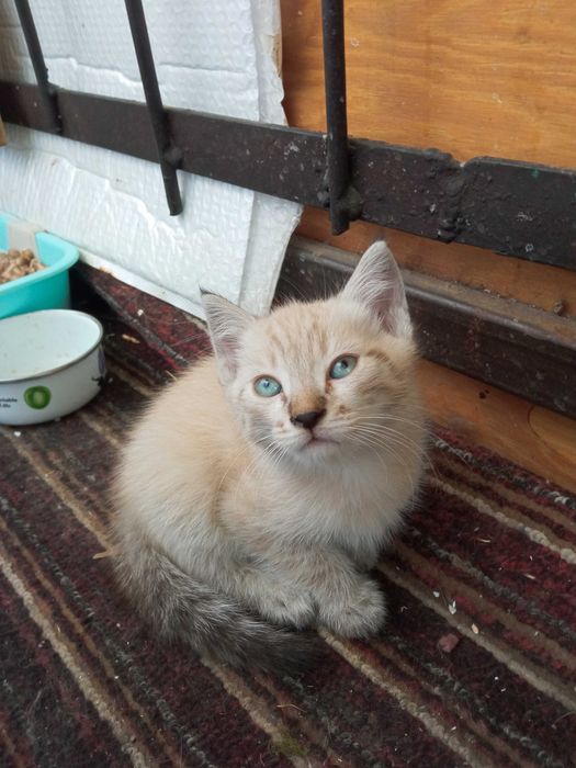 Котята в хорошие руки