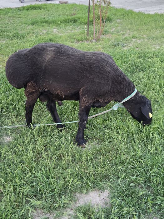 Продам баран кочкар