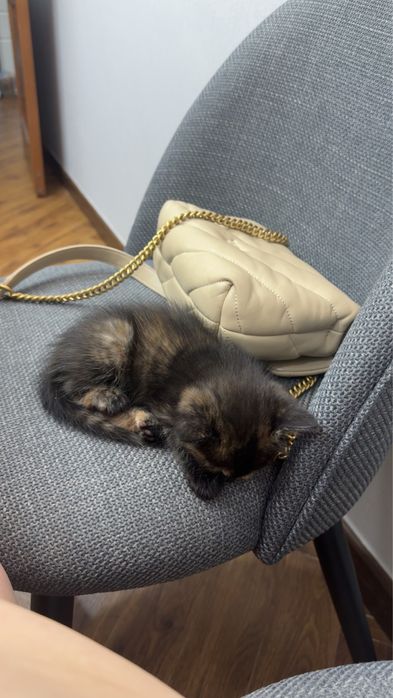отдам котят домашних