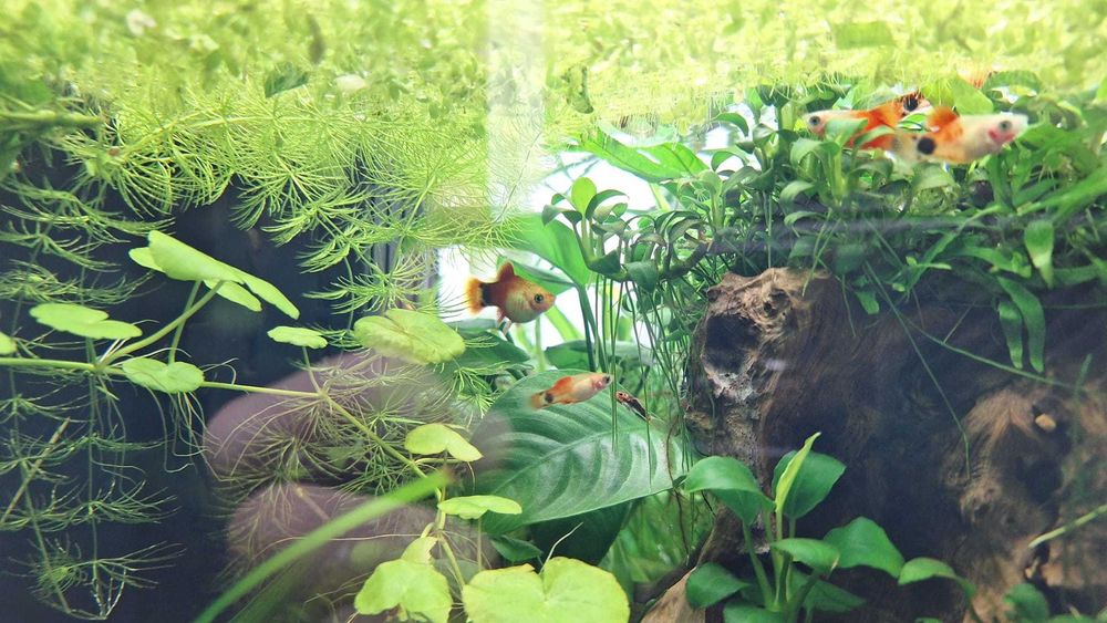 Pachet pești + plante + melci, la doar 100 de lei