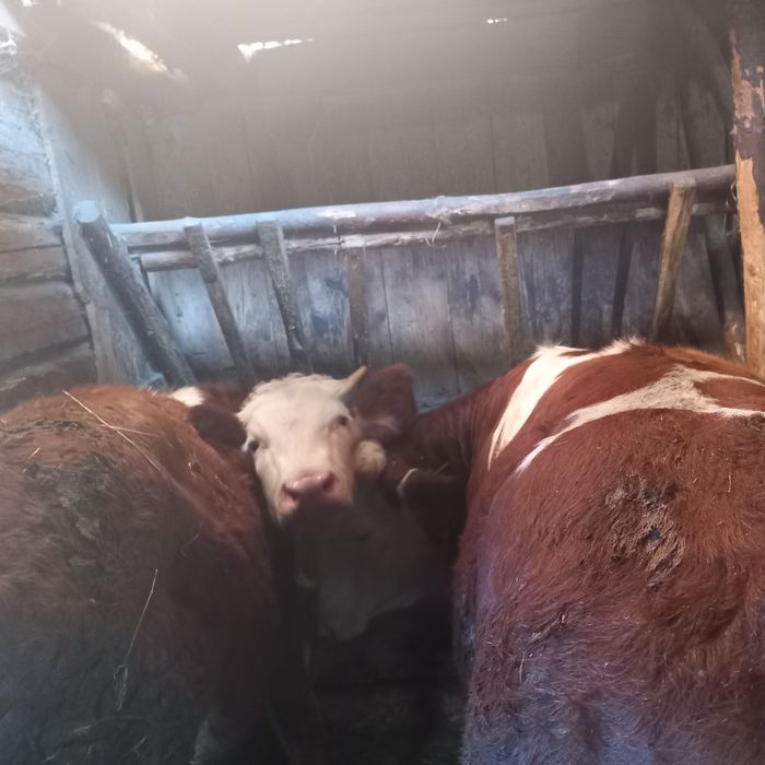 Vaci și juninci de vanzare