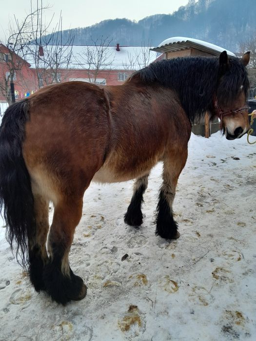 De vânzare una la alegere