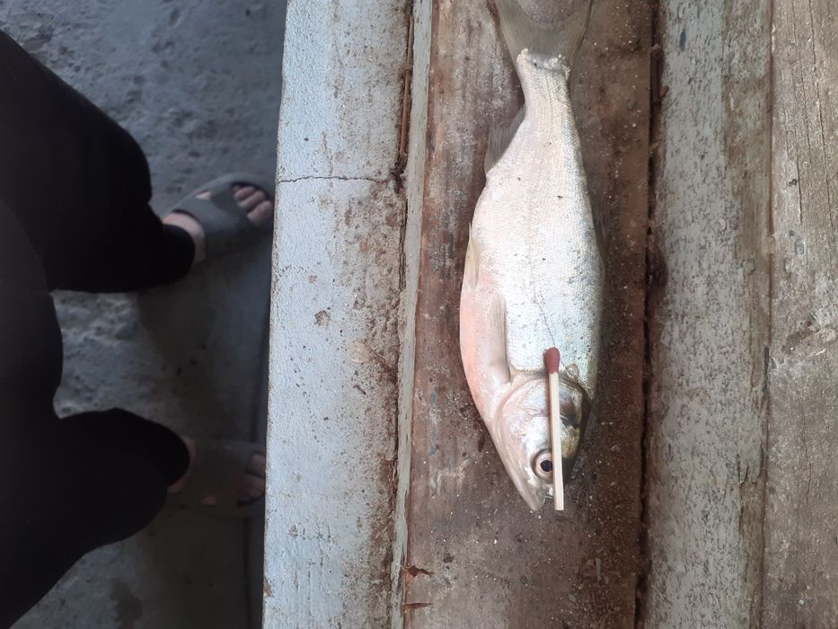 Ветнам толстоло Венгер сазани Ок Беламур чаваклари сотилади