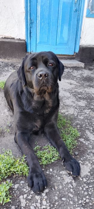 Мальчик Лабрадор ищет девочку для вязки