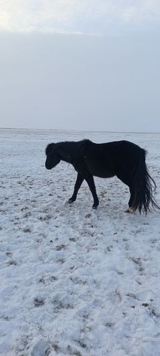 Жеребчик(апрель2023) 2 года 8 месяцев