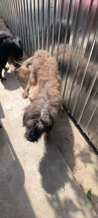 Donație câini în Brăila