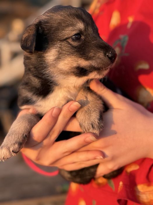 Отдаем в добрые урки  щенят