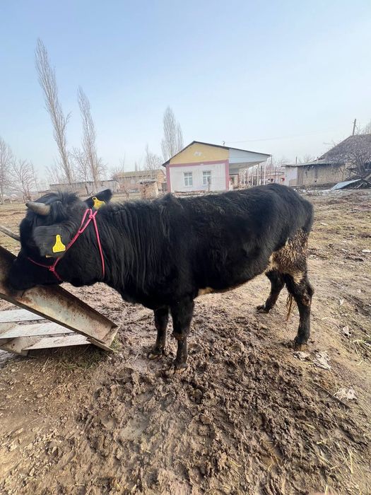 Gonojun 3 oylik bug'oz