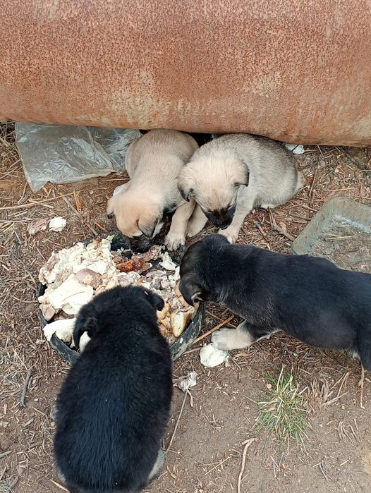 Щенки в хорошие руки