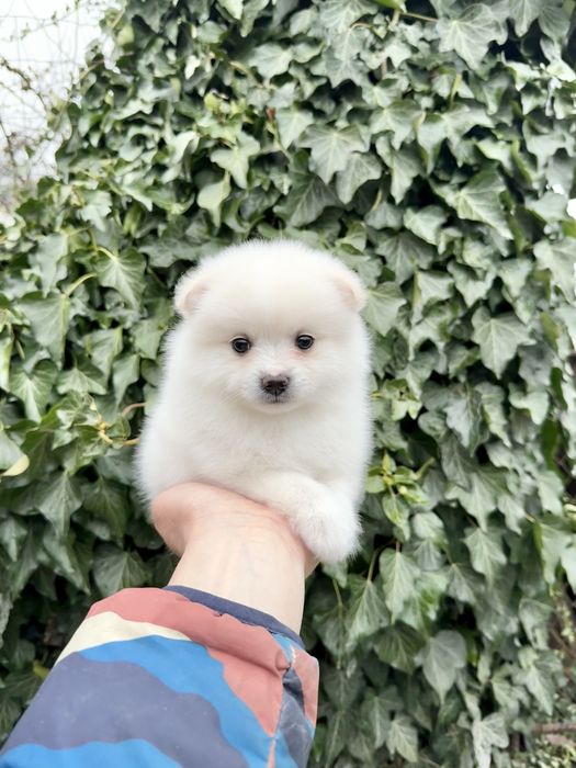 Померан мини момиче. Померанче