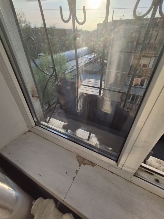 Котятки ищем добрые руки