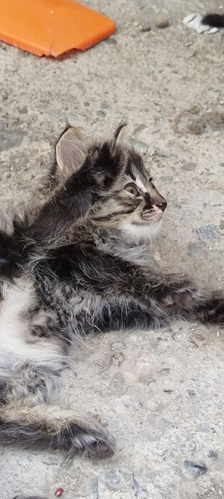 Отдам котят в хорошие руки