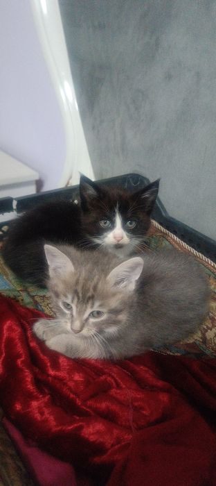 Отдам котят даром