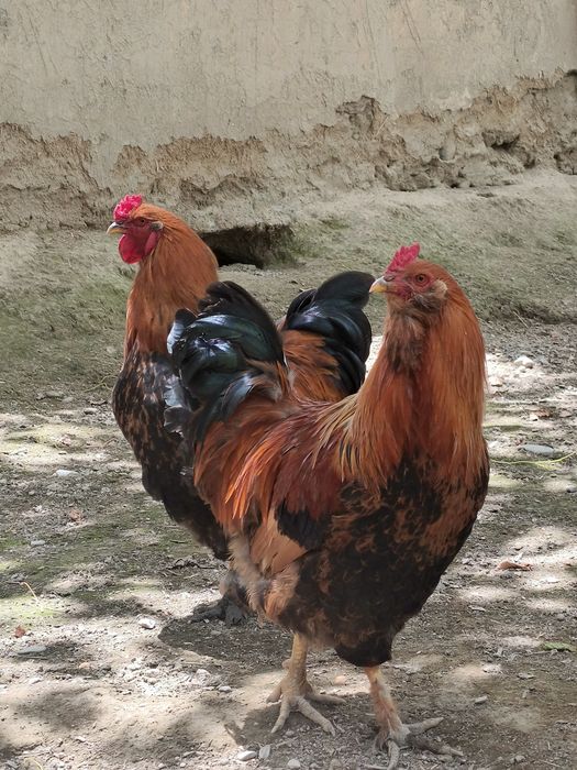 Brama xurozla sotiladi narxini tushurib beraman