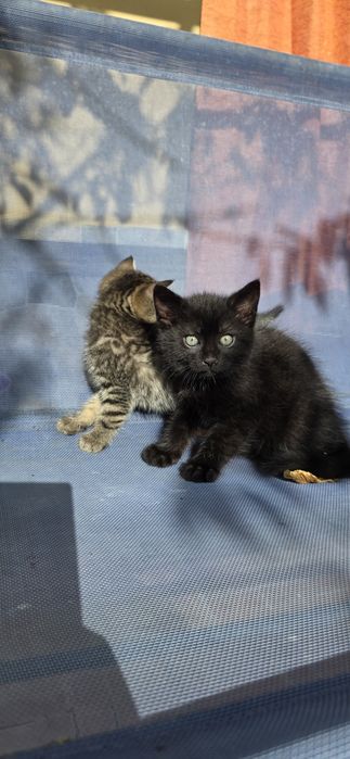 Adopție doi pisoiasi