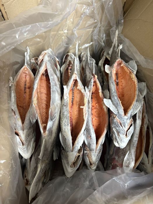Продам Радужная форель