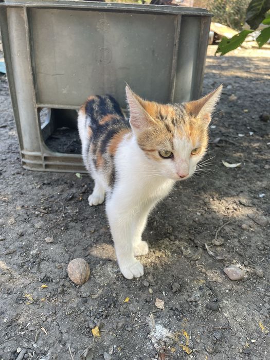 Dau spre adoptie pui de pisica