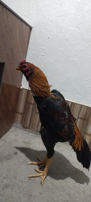 Joja sotiladi aprelda chiqgan