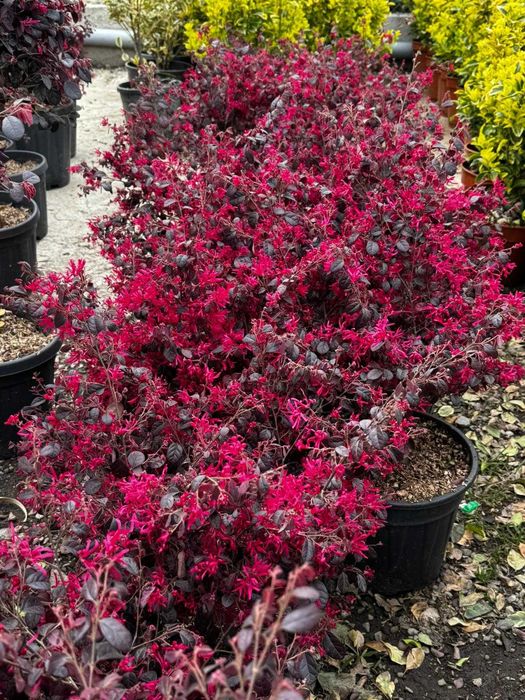 Arbust Loropetalum (Franjuri roz) | Plante ornamentale calitatea 1